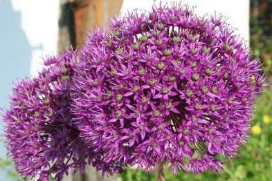 Allium hollandicum 'Purple sensation'