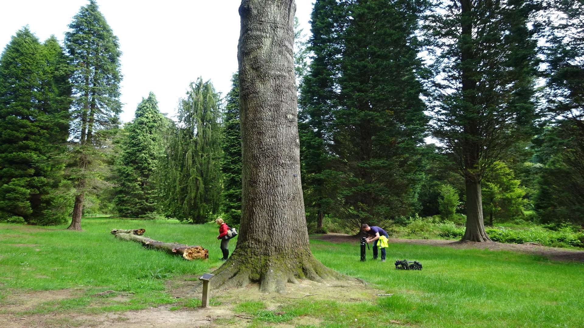 Towering at over 150 metres the Grand Fir is the county's largest tree Picture: Bedgebury Pinetum