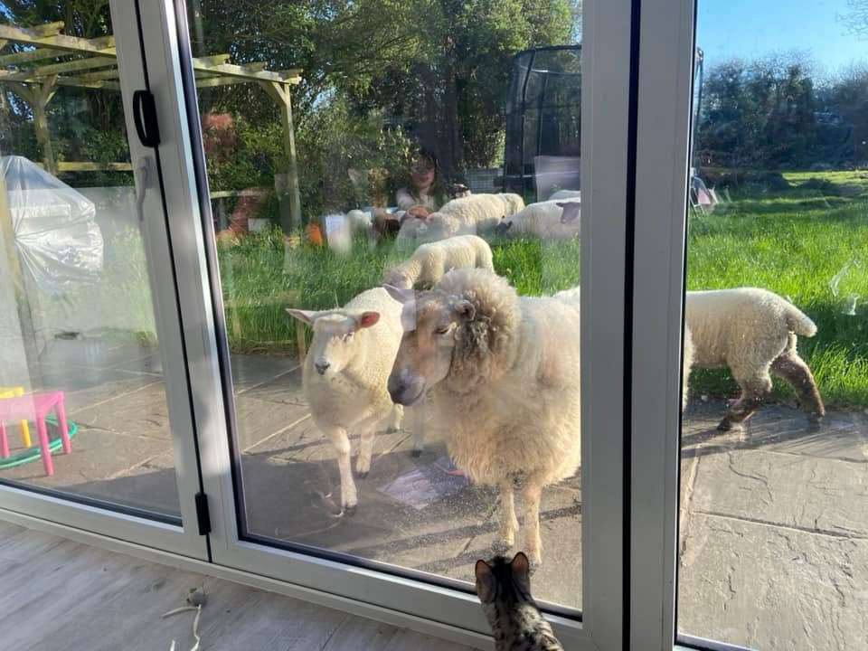 Silver the cat was fascinated by the flock of sheep in the Egerton garden. Picture: Diane Fisher