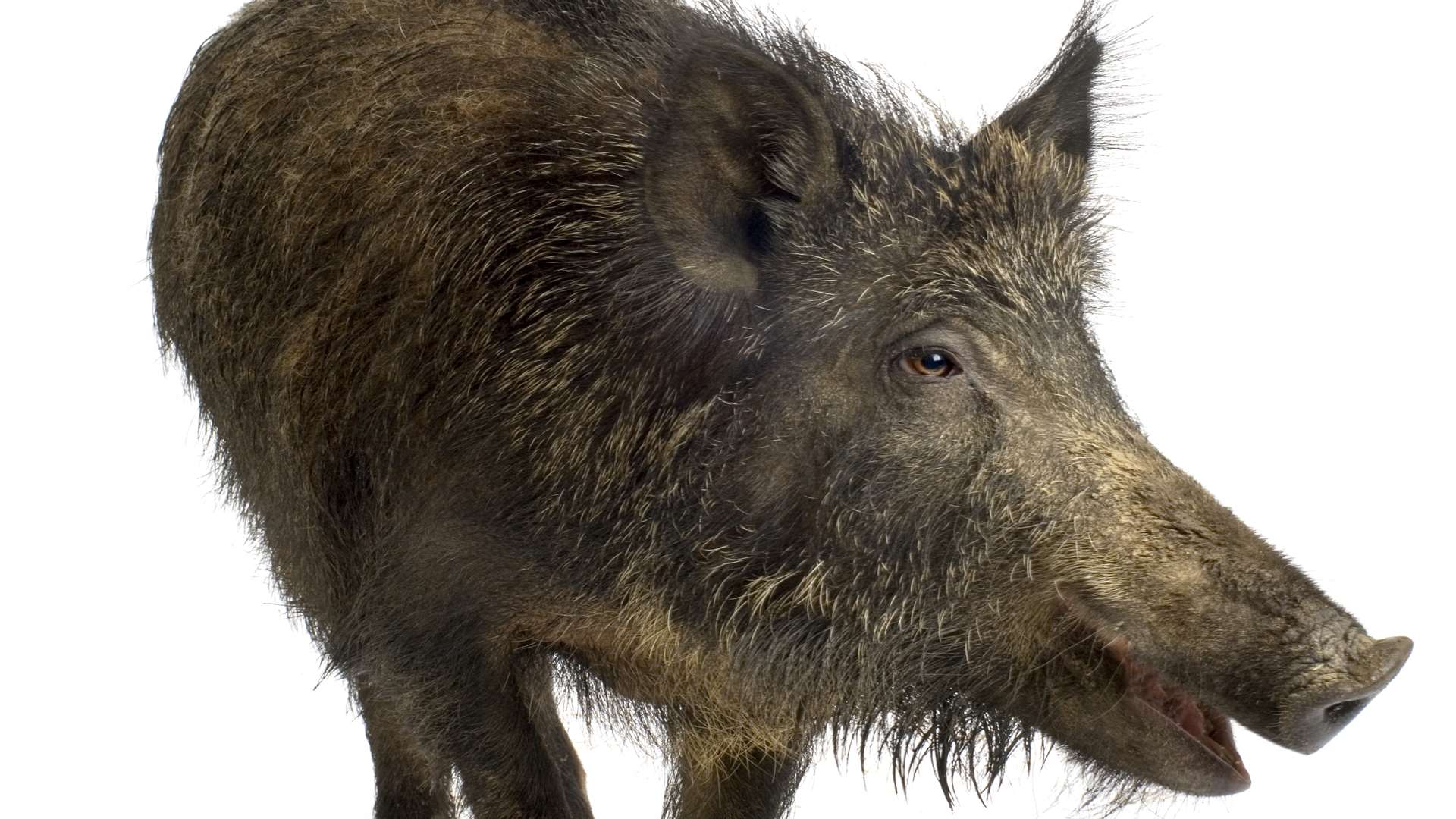 A traditional coloured wild boar. Picture: Thinkstock Image Library