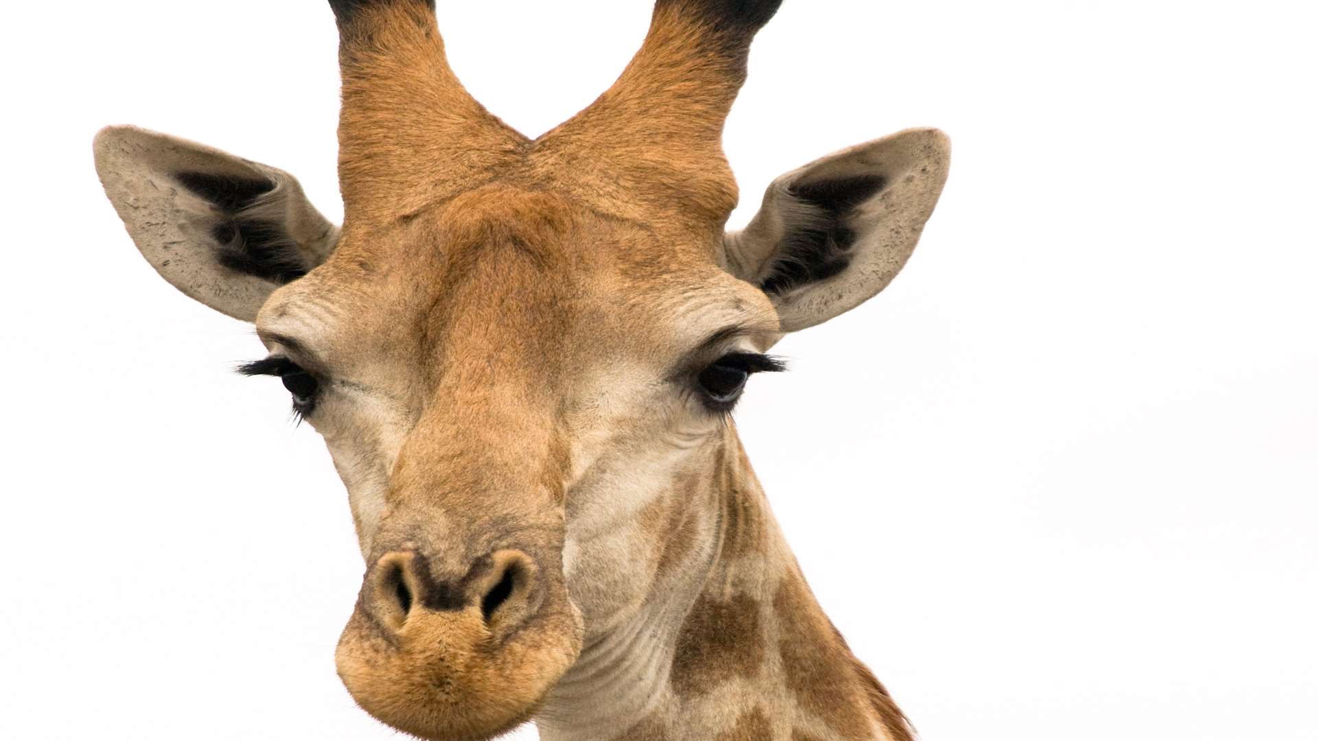 Meet some giraffes and join in with the activities at Port Lympne Reserve