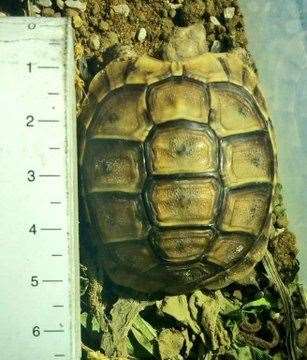 The tortoises, which grow to be the largest mainland species of their kind, were found in Dartford. Picture: Kent Police
