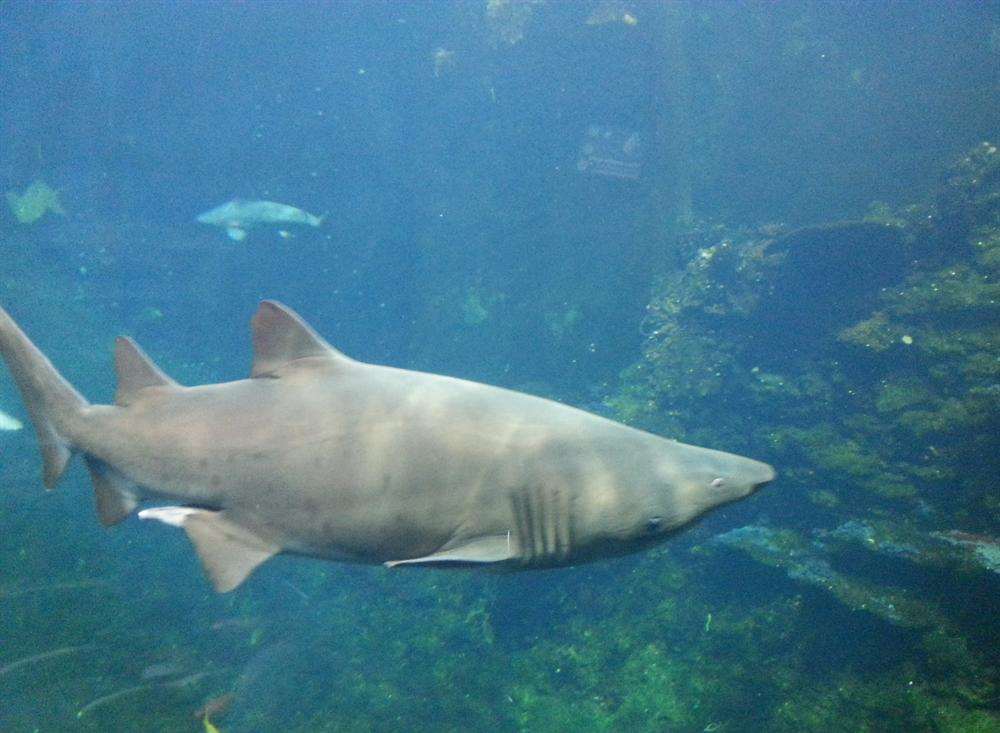 One of the menacing sharks at Nausicaa in Boulogne