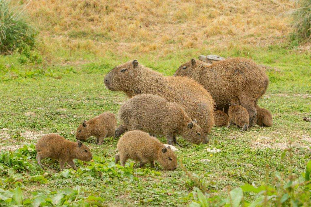 The new capybara at Port Lympne (3395806)
