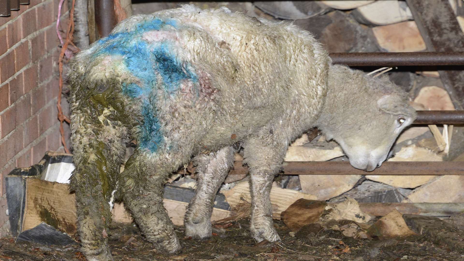 A sickly sheep after the attack