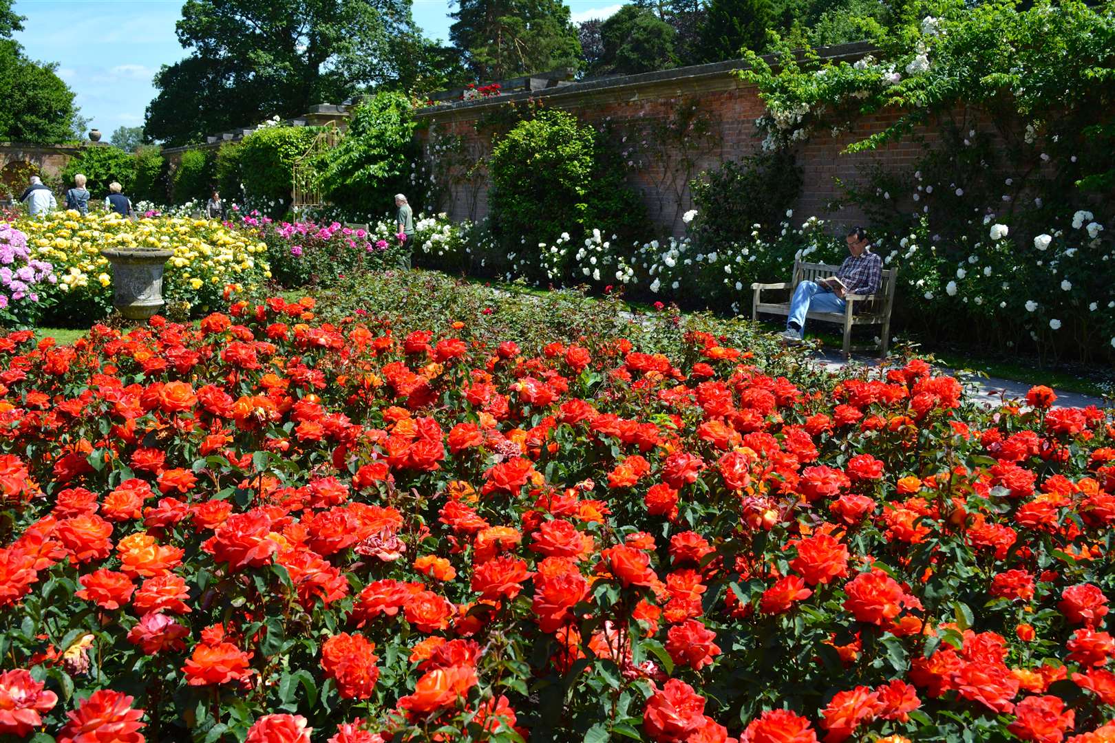 Hever Castle's Rose Garden
