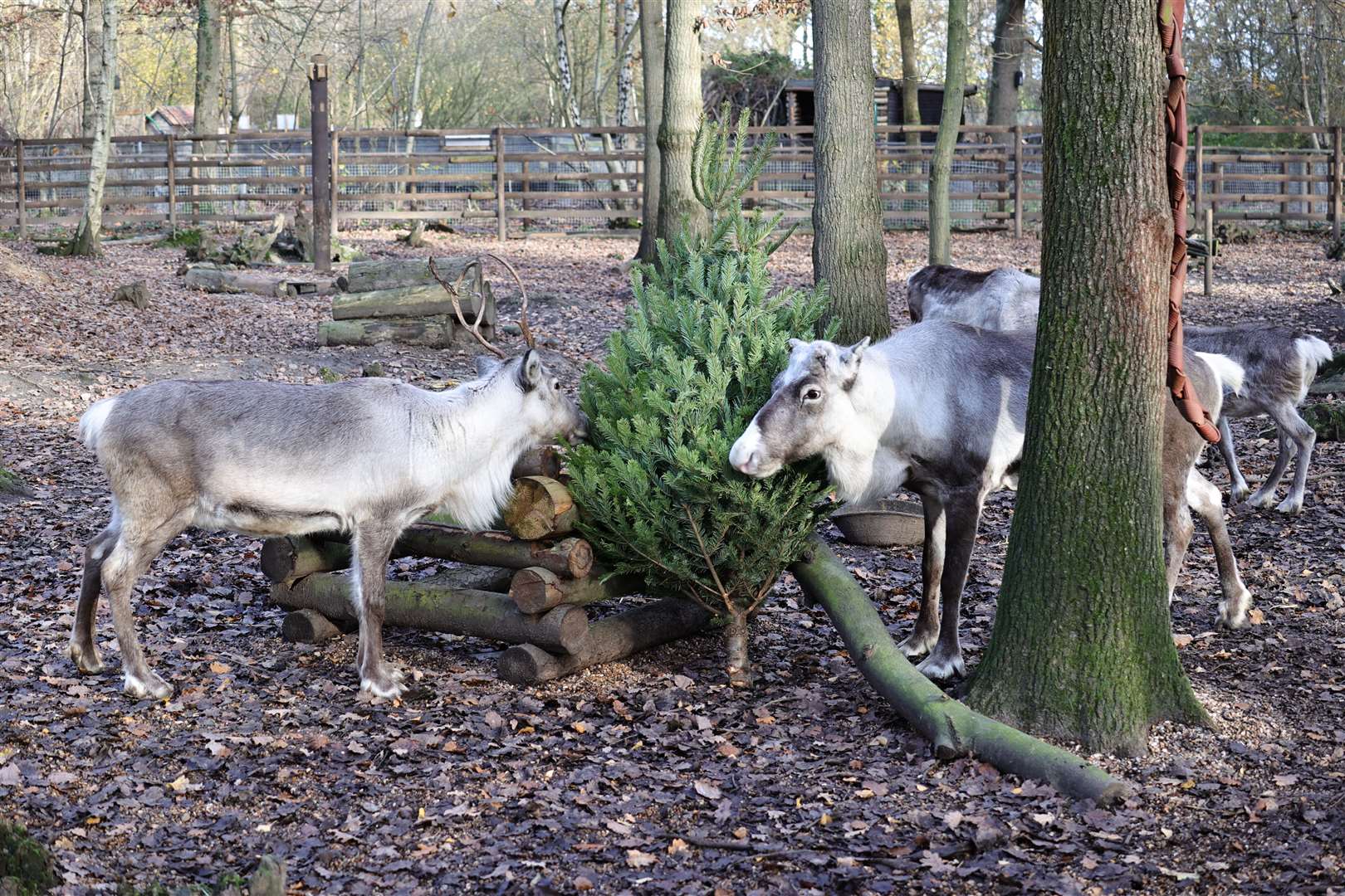 The reindeer are getting into the Christmas spirit with their very own tree - and they even eat the needles too. Picture: Wildwood