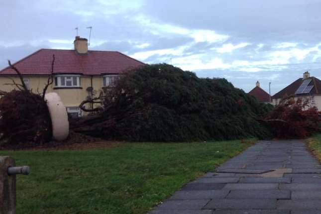 A huge fallen tree blocks a path in Gravesend