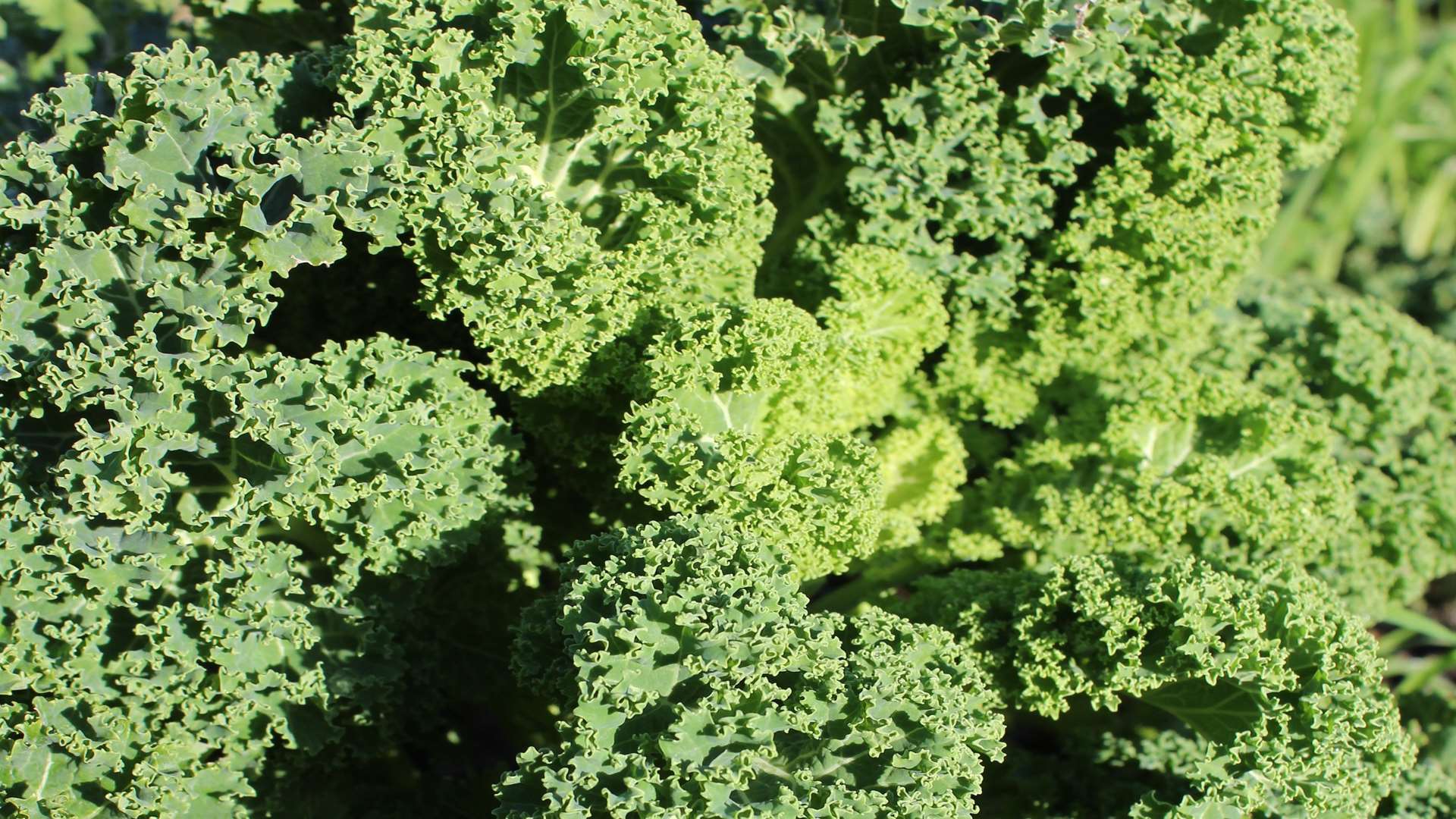 Kale is a real superfood