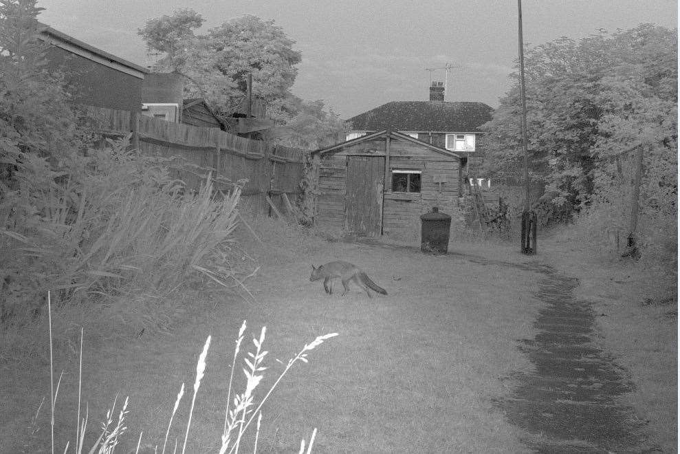 Pictures of fox taken by infared camera set up in garden of Victor Cork from Sheerness