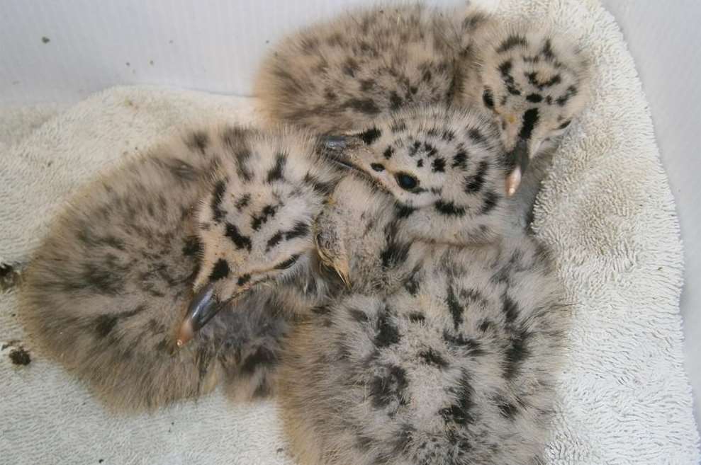 Gull chicks left orphaned after their parents were shot in St Mary's Bay