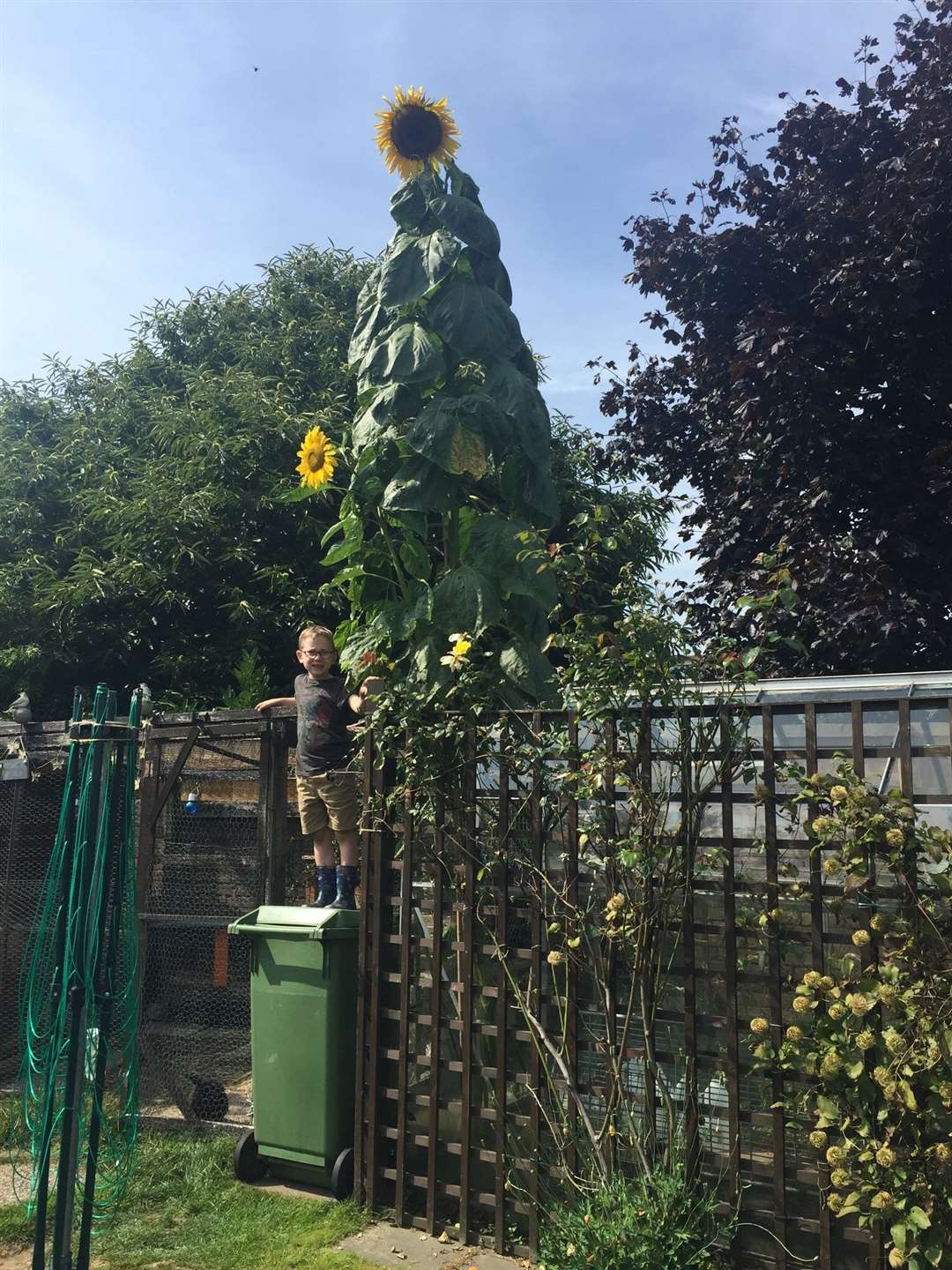 Seven-year-old Reece Topping's sunflower is an estimated 14ft high!