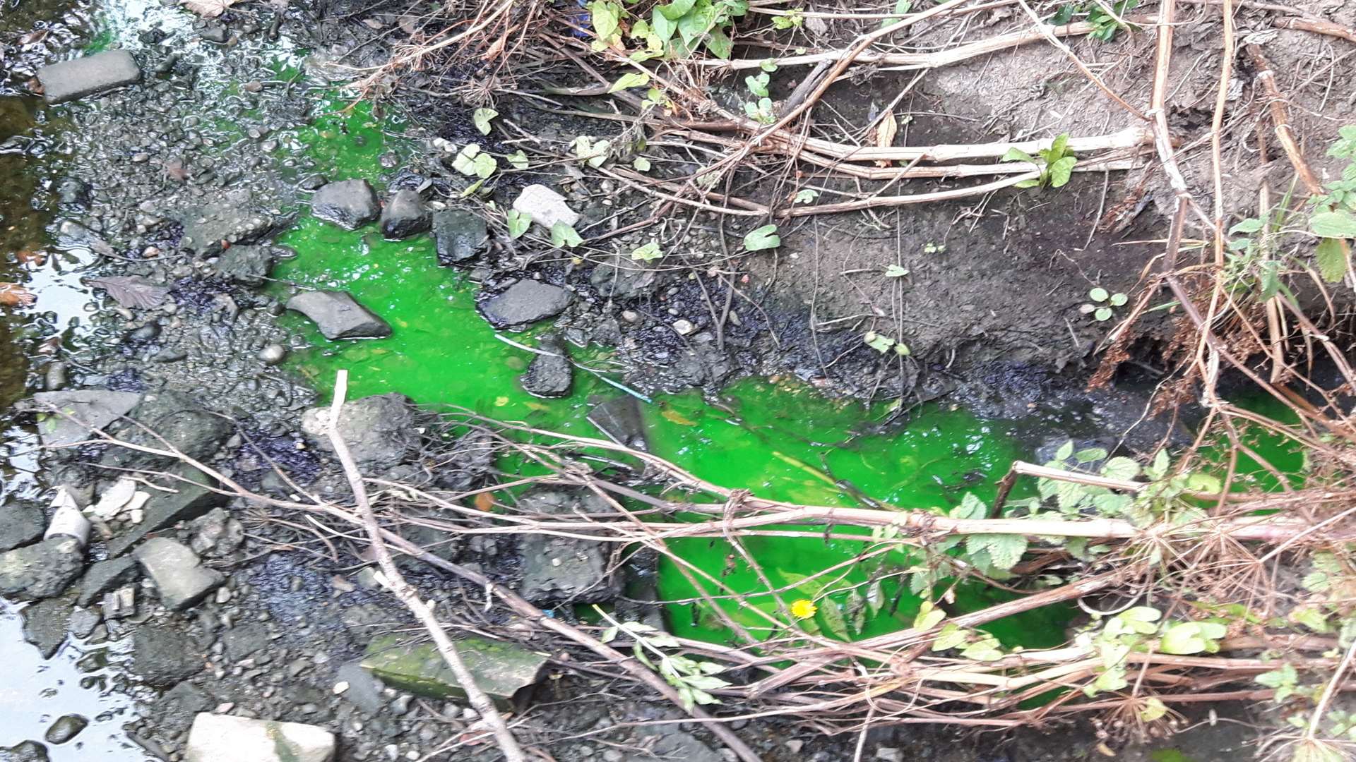 Sewage has been found in Swalecliffe Brook
