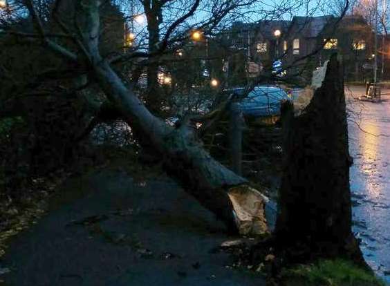 Winds brought down a tree in Shorncliffe Road, Folkestone. Picture: Rhys Griffiths