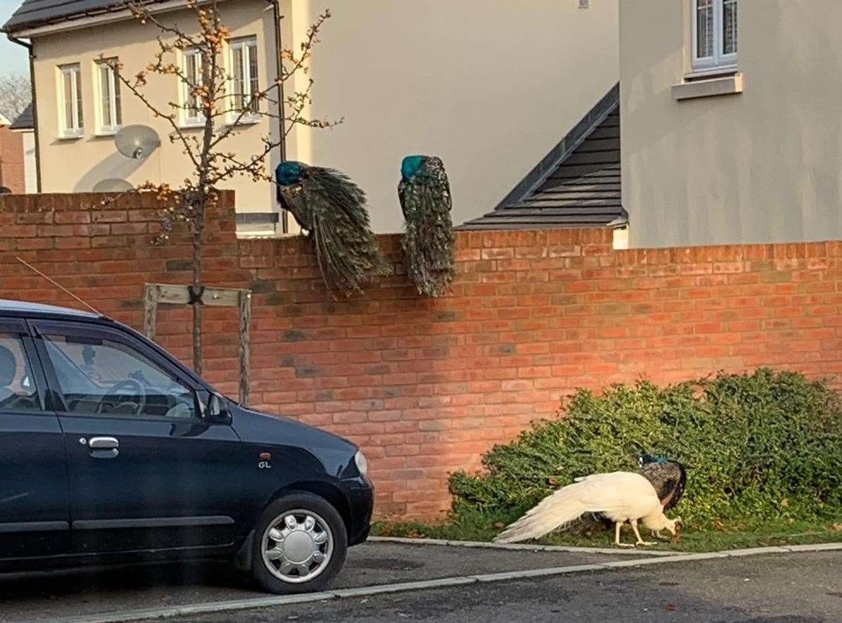 The peacocks pictured here peering over a brick wall are never too far away from each other Picture: Emma Kulahci