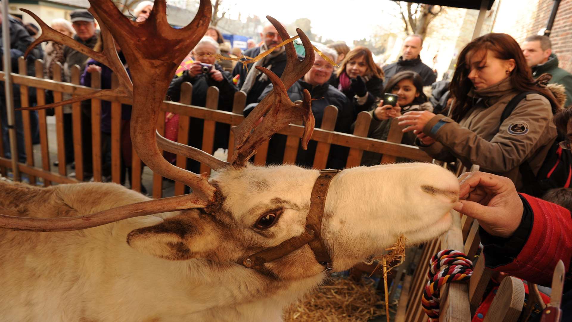 There will be reindeer, like Precious, pictured last year