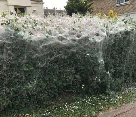 Caterpillars have created a staggering sight in Ashford. Picture: Natashia Whitewood