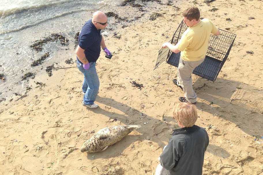 Help arrives for the stranded seal pup on Margate seafront. Picture: Justin Chant