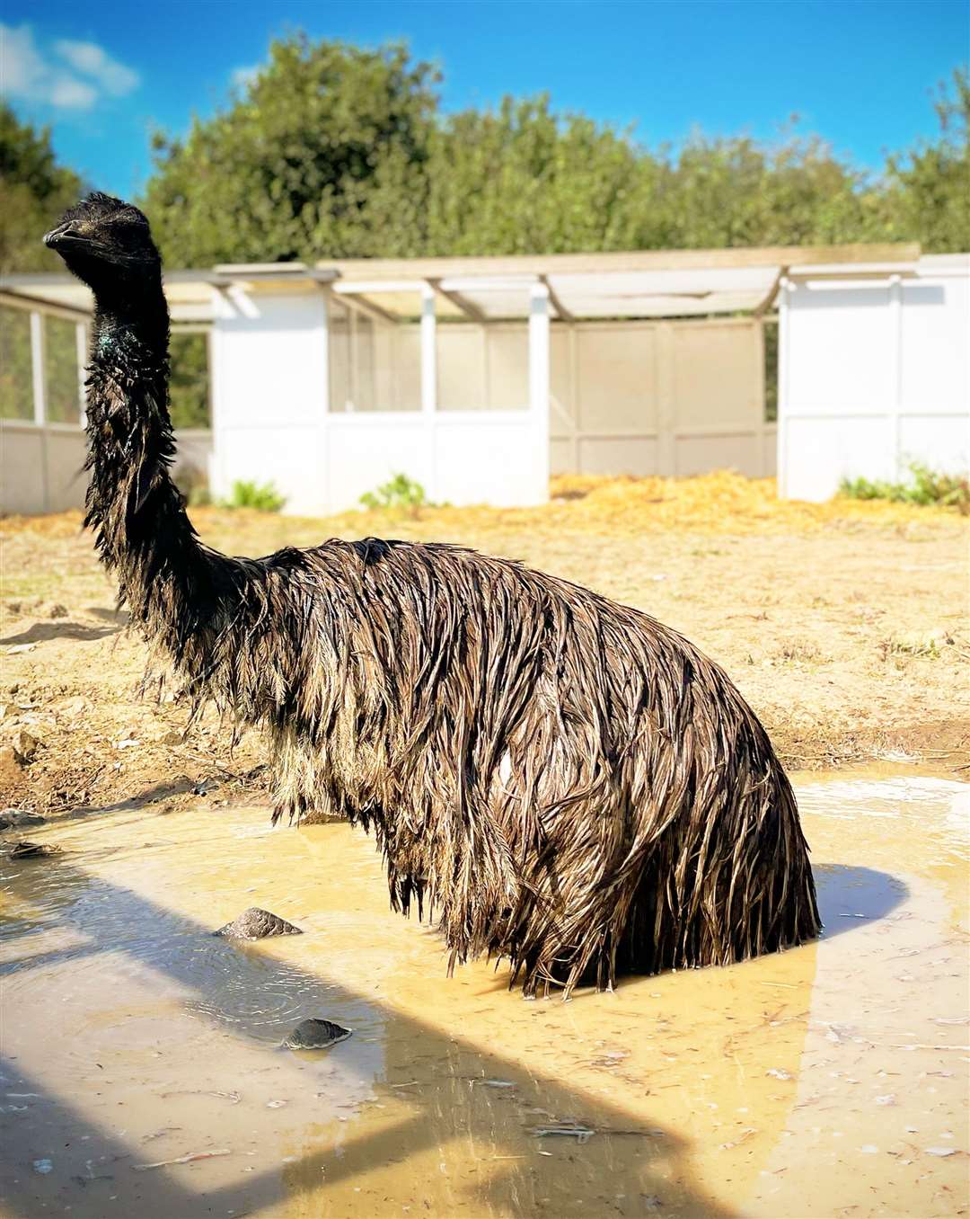 The emu is described as "really tame and friendly," by owner Amey
