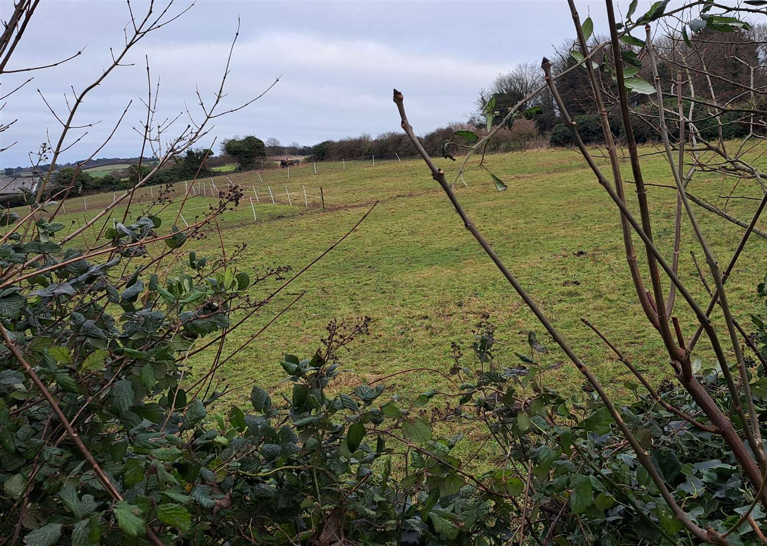 The horse field at St Margaret's-at-Cliffe where the 15 homes are planned