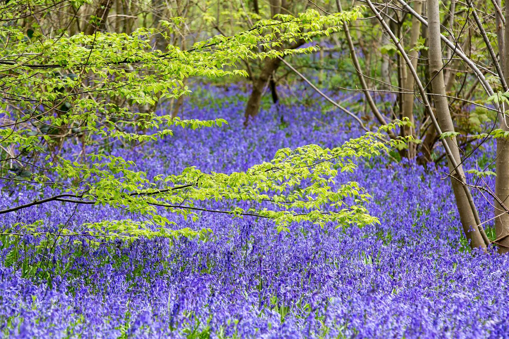 Bluebells bloom from March to May, but are usually at their best in April. Picture: Hole Park and Gardens / Pennington PR