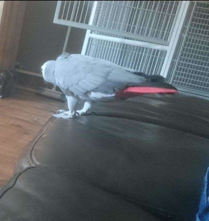 Charlie has a distinctive red tail and light grey feathers