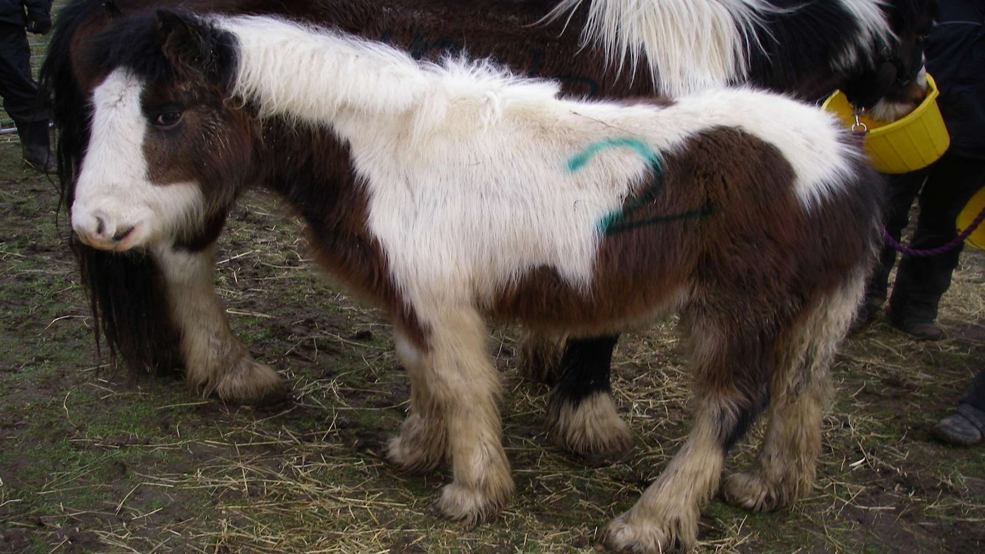 Four people were banned from keeping horses after animals were found in horrifying conditions at South Ash Road in Sevenoaks. Pic: RSPCA