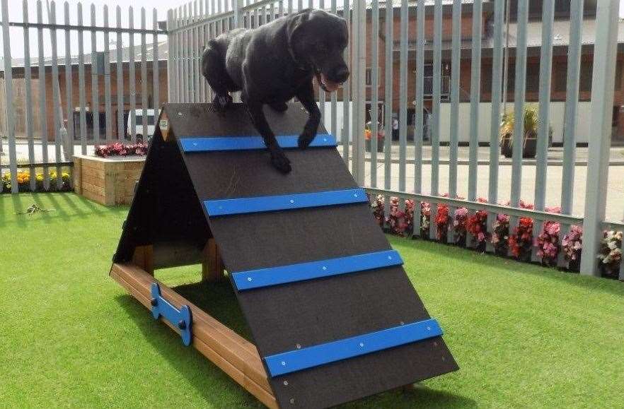 Jack the labrador being trained at HMP Swaleside on the Isle of Sheppey. Picture: Ministry of Justice