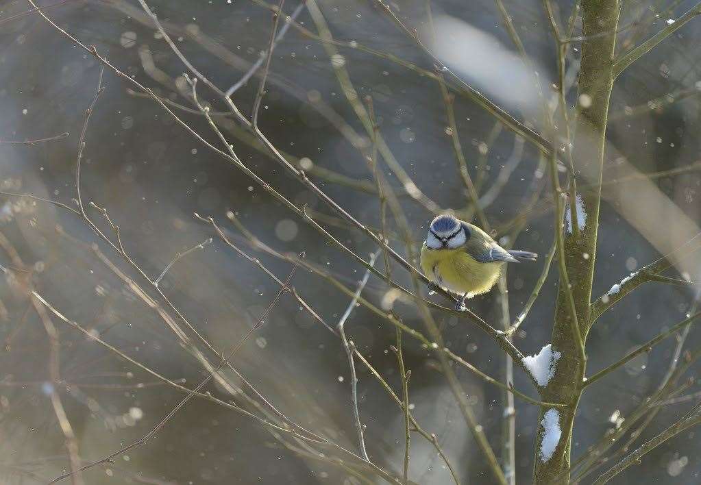 A blue tit at Dungeness Picture: RSPB Images/Ben Andrew