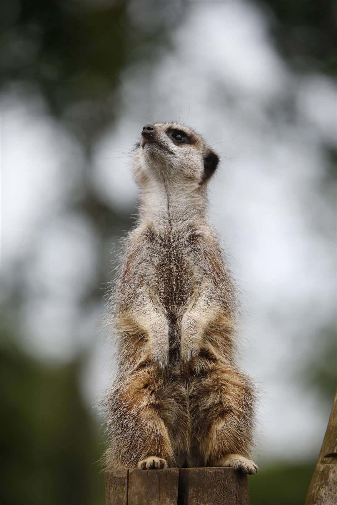 Meerkats move into the new Meerkats enclosure at Kent Life. Picture: Andy Jones