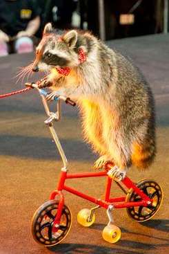Melanie the raccoon riding at bike at Bluewater
