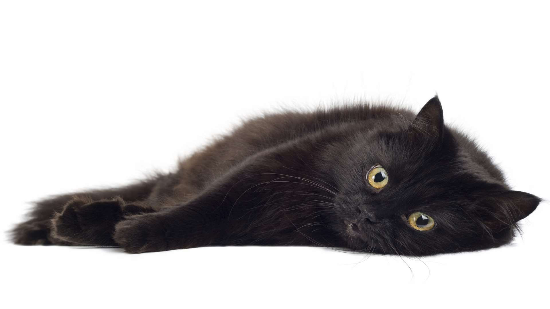 Many black cats are overlooked by prospective owners