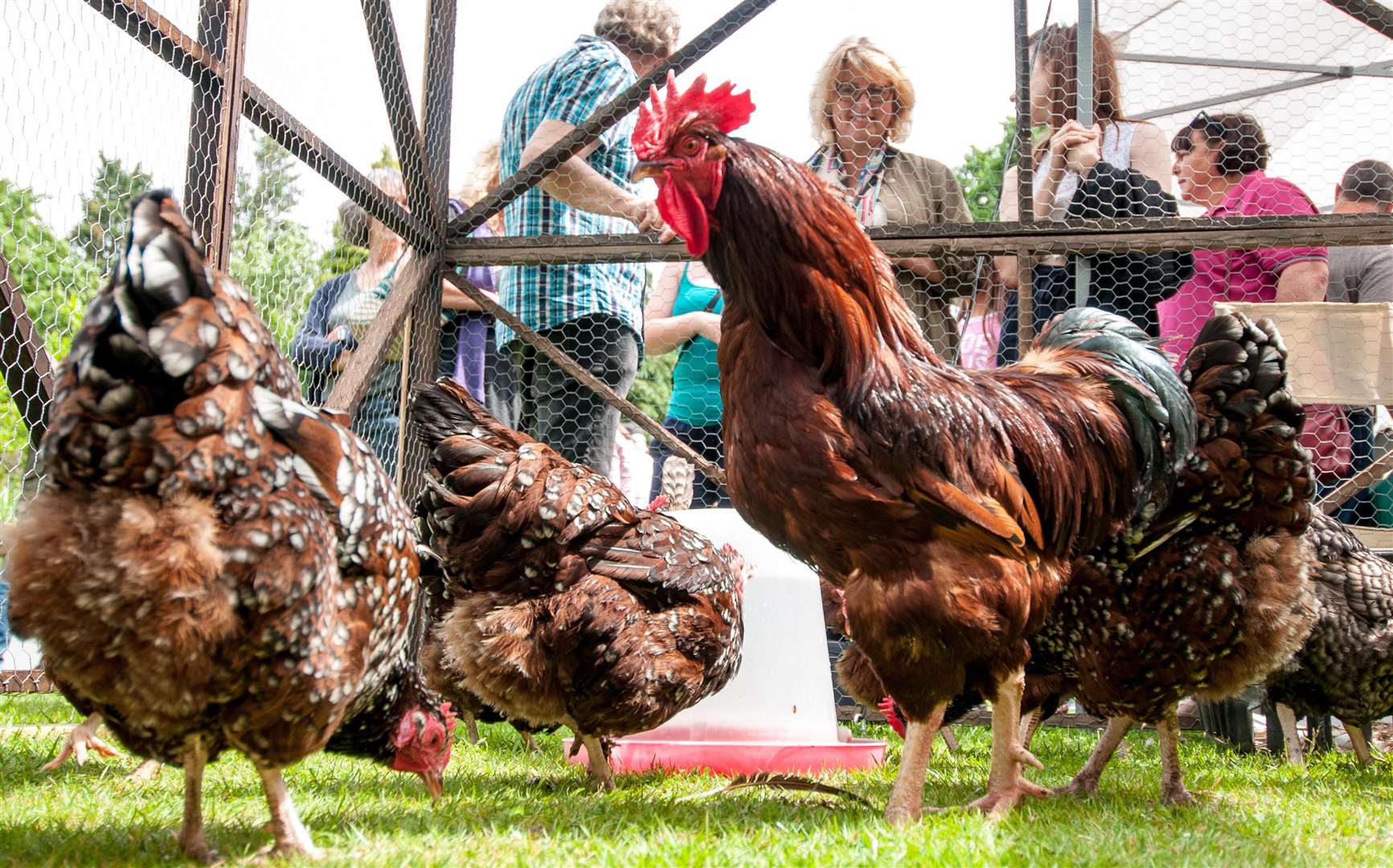 You'll be able to see hens at Great Comp Garden