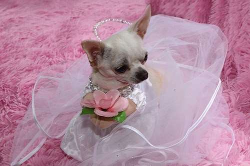 Honey the Chihuahua in a diamond wedding dress.