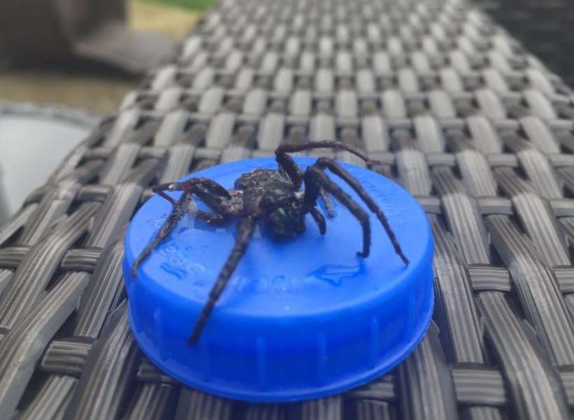 The spider was found in Harrietsham. Picture: James Sangster