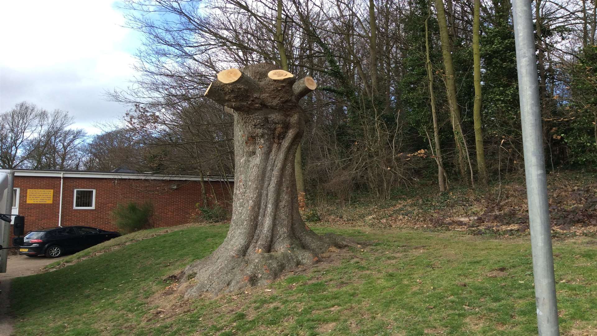 The felled tree in Grove Park