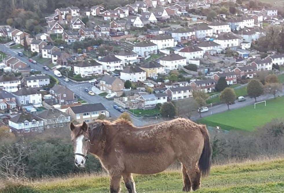 The Elms Vale neighbourhood as seen from Whinless Down. Picture: Sam Lennon