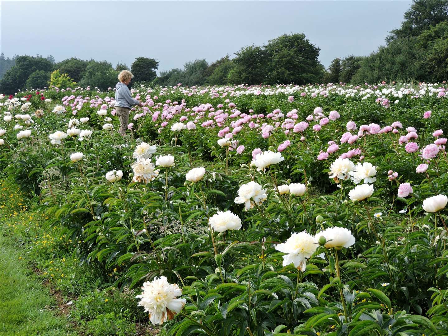Kate Blacker's colleague Linda Moore inspects the peonies