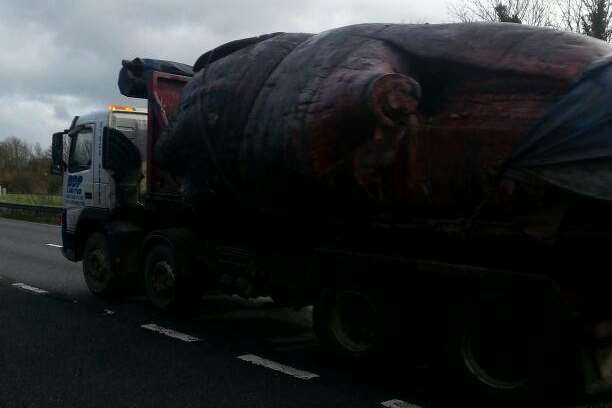 Drivers were shocked to see the whale's body being transported at Brenley Corner, near Faversham