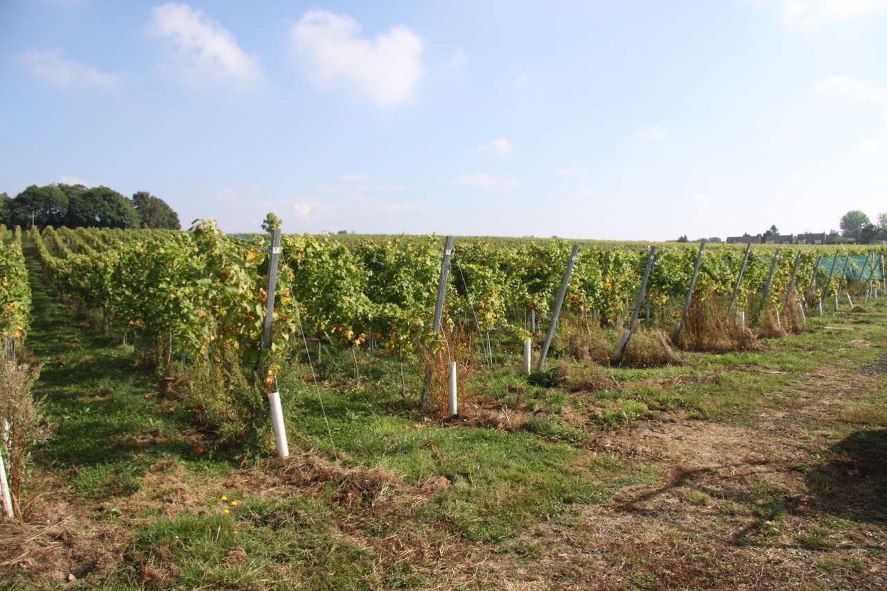 Redhill Farm Estate has 27,000 vines planted across 20 acres
