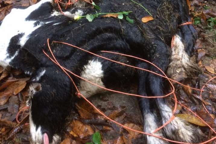 The shocking images of dead horses. Picture: Philip Verrall