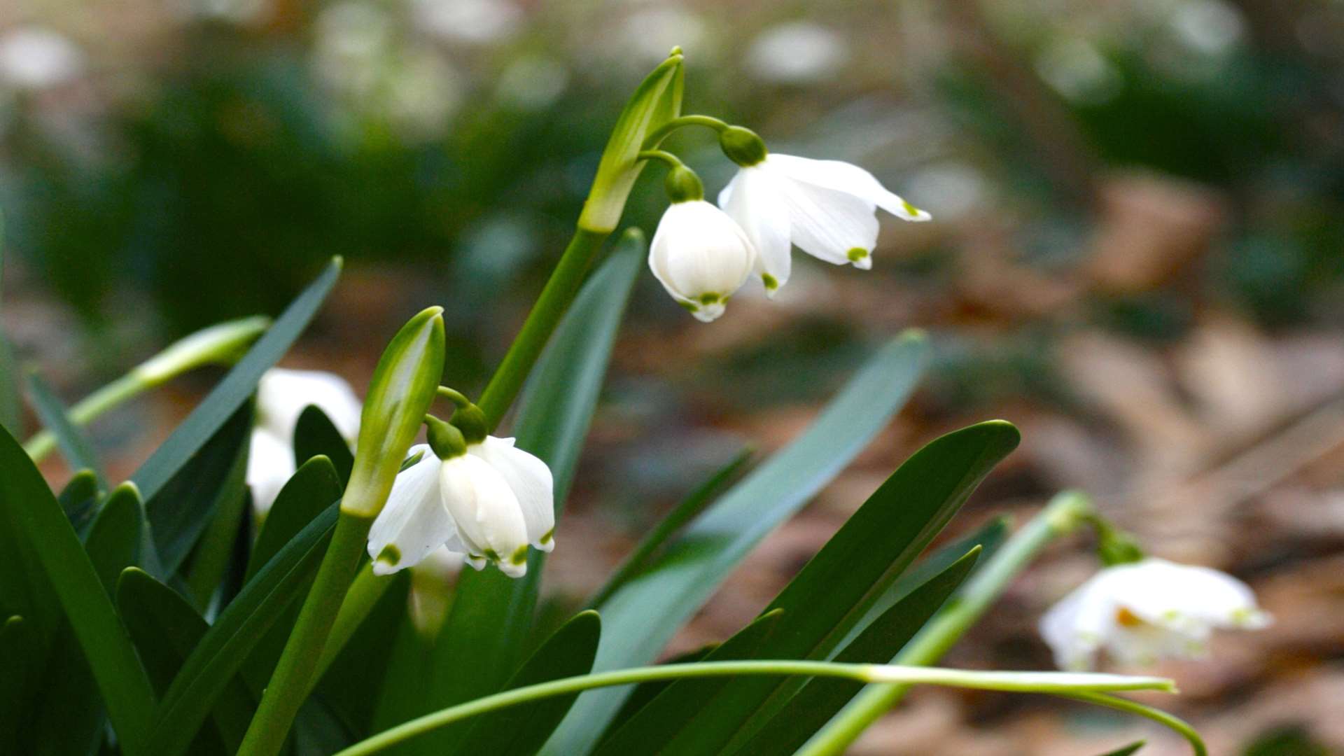 Snowdrops at Great Comp Garden