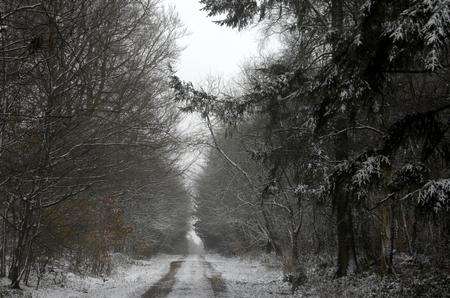 West Wood, between Canterbury and Folkestone. Picture: Gary Browne