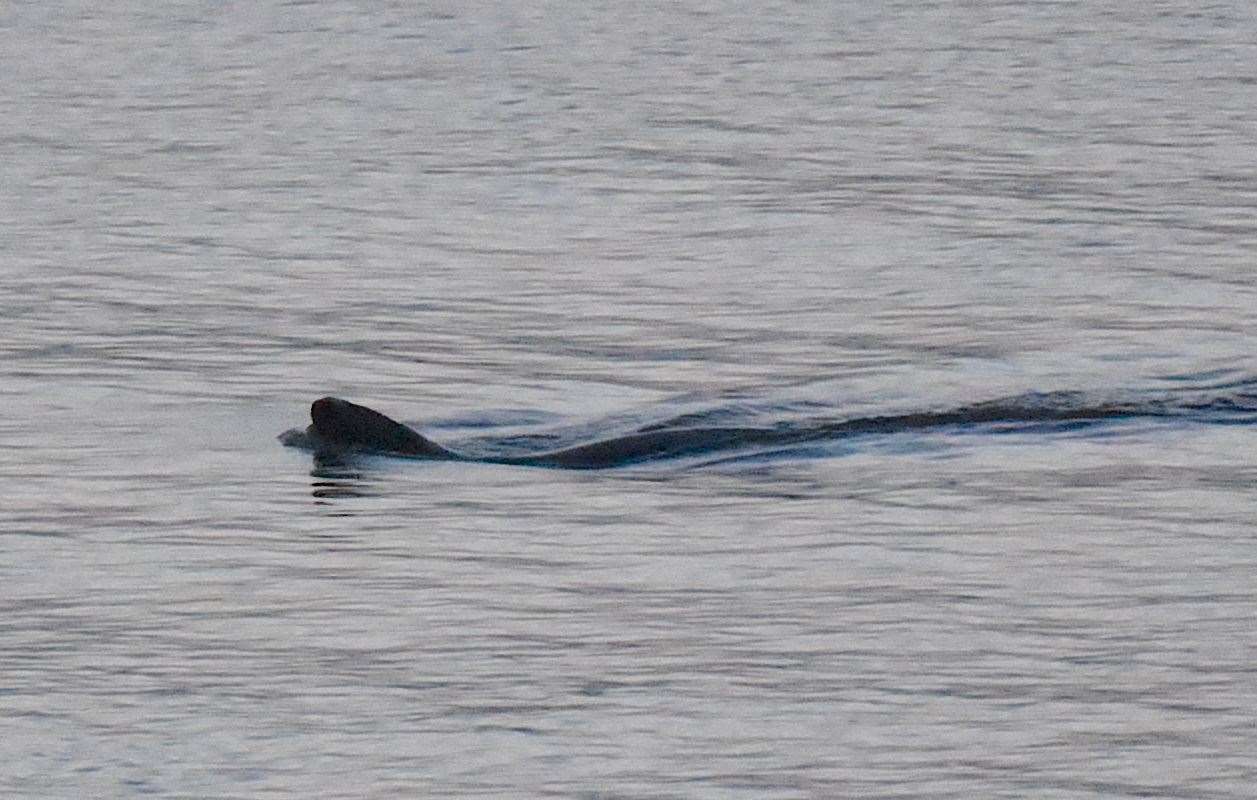 A harbour porpoise was spotted in Gravesend. Picture: Fraser Gray