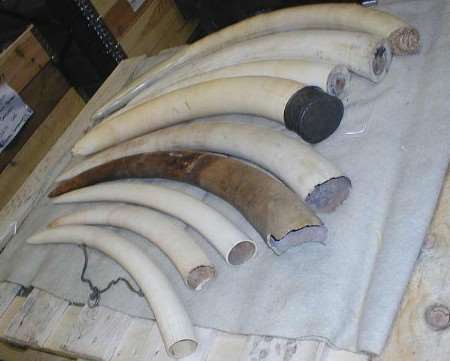 Tusks seized by the Metropolitan Police from Michael Elliot's home. Pictures: Press Bureau