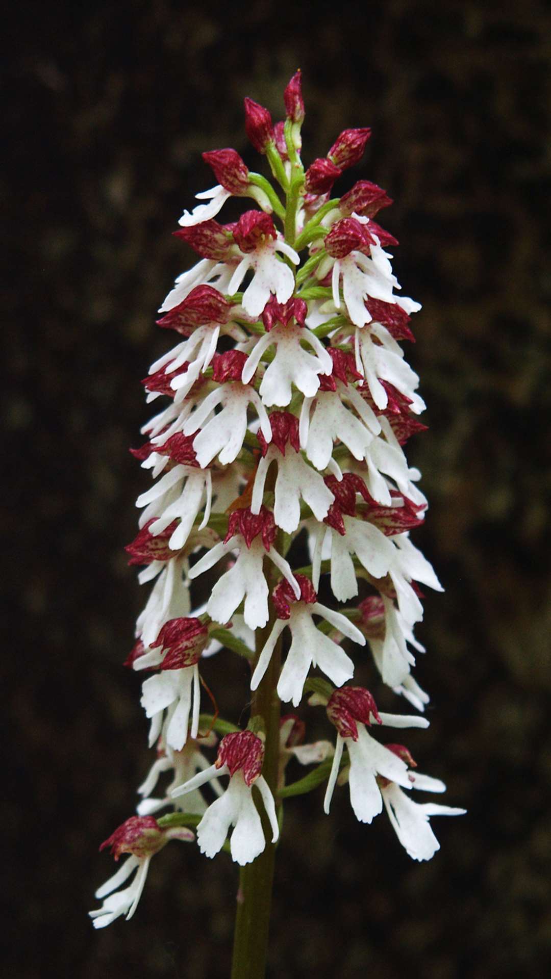 The rare lady orchid. Picture: David Nicholls.