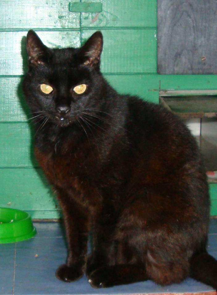 Cats like Bess find themselves needing rehoming