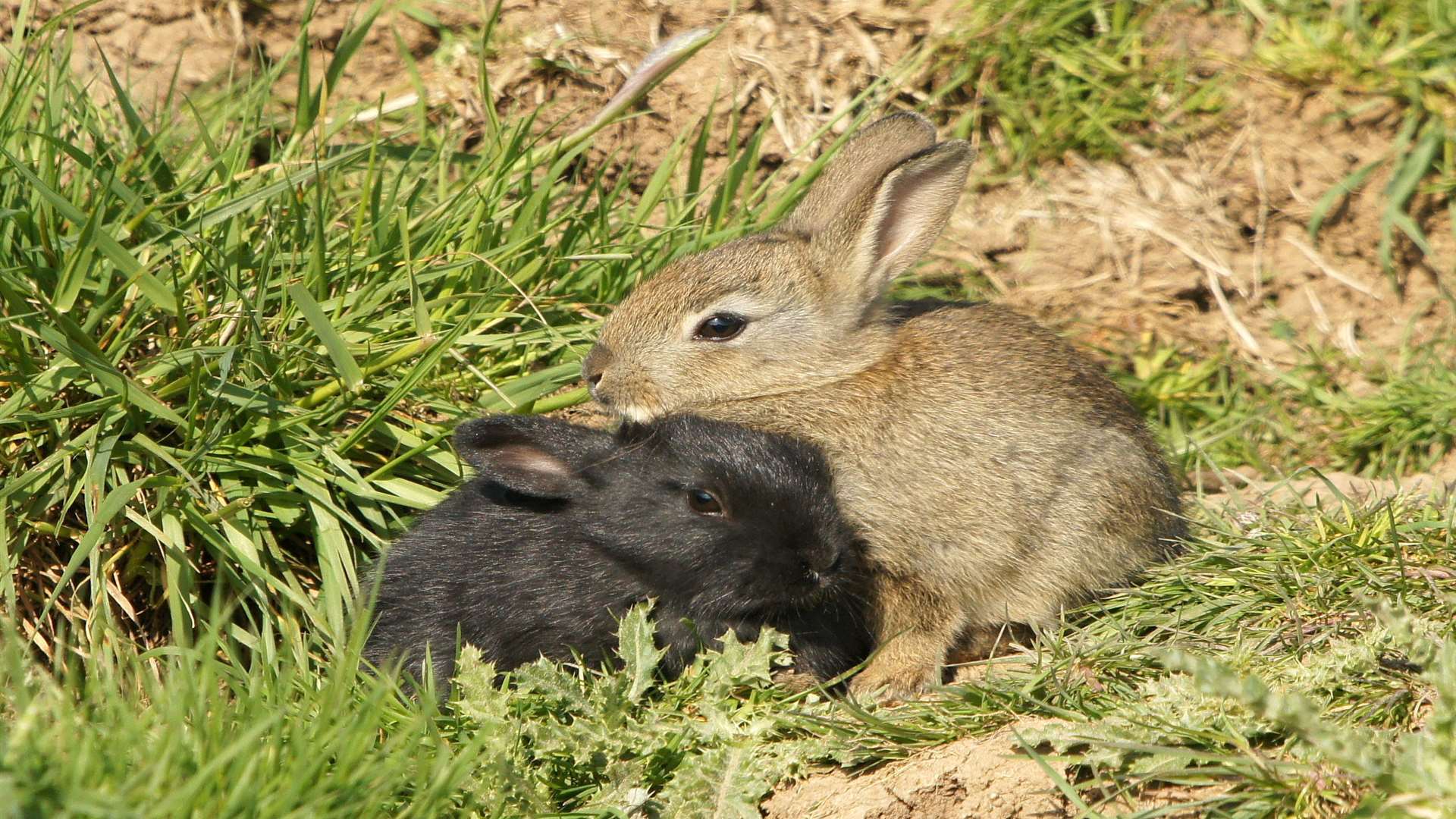 Three wild rabbits were found shot by the side of a road. Stock pic