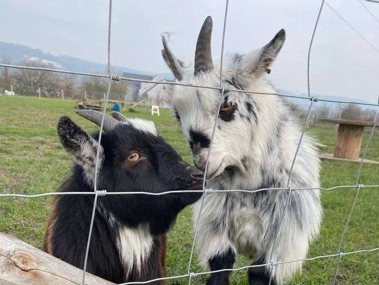Pet goats Eric and Ernie are missing from land in Aylesford
