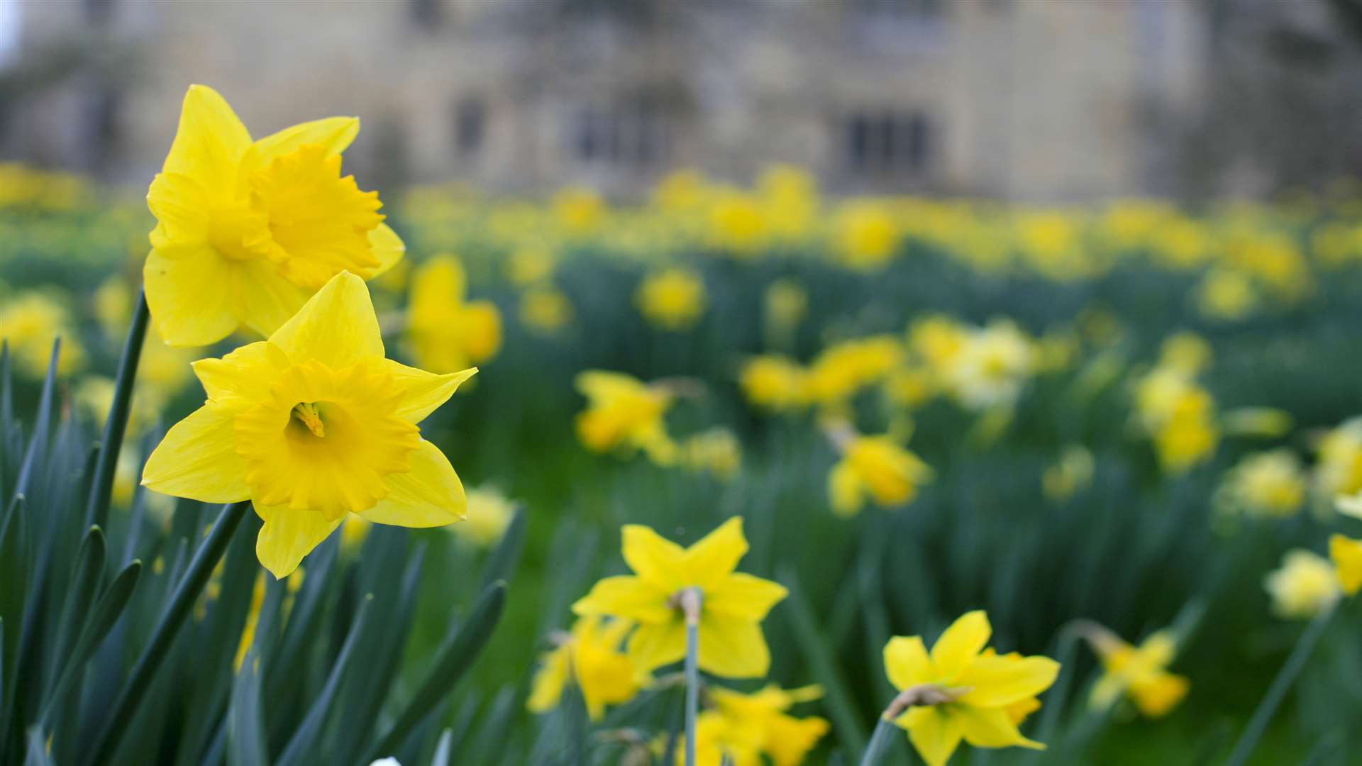 Daffodils will be dazzling at Hever Castle